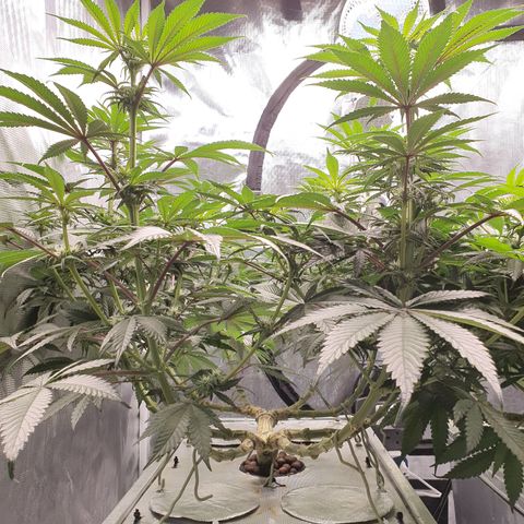 Blue Dream CBD Top Fed DWC 2020 #1 growlog timeline photo