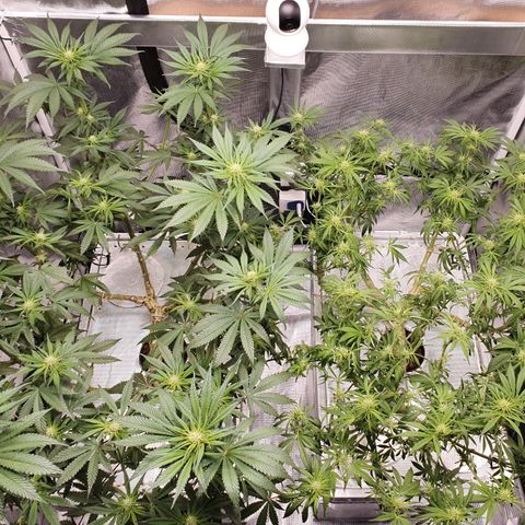 Blue Dream CBD Top Fed DWC 2020 #1 growlog timeline photo