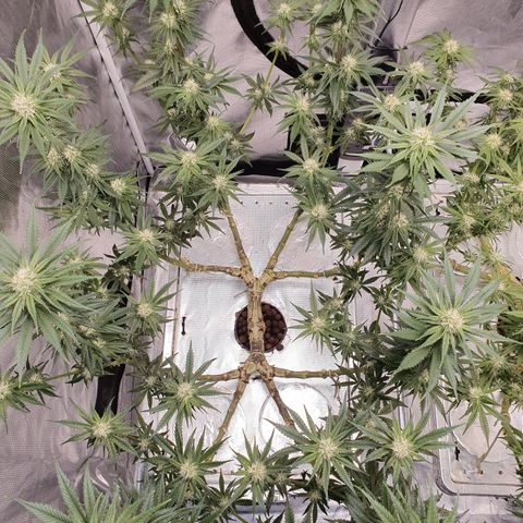 Blue Dream CBD Top Fed DWC 2020 #1 growlog timeline photo