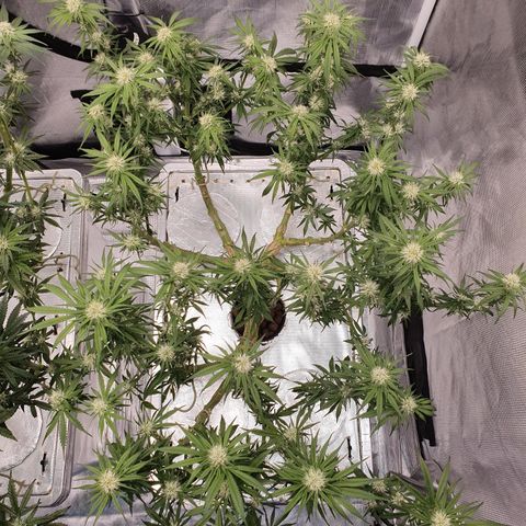 Blue Dream CBD Top Fed DWC 2020 #1 growlog timeline photo