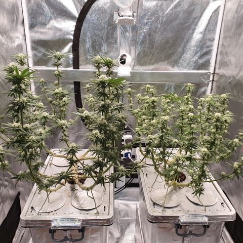 Blue Dream CBD Top Fed DWC 2020 #1 growlog timeline photo