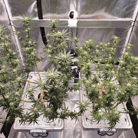 Blue Dream CBD Top Fed DWC 2020 #1 growlog timeline photo