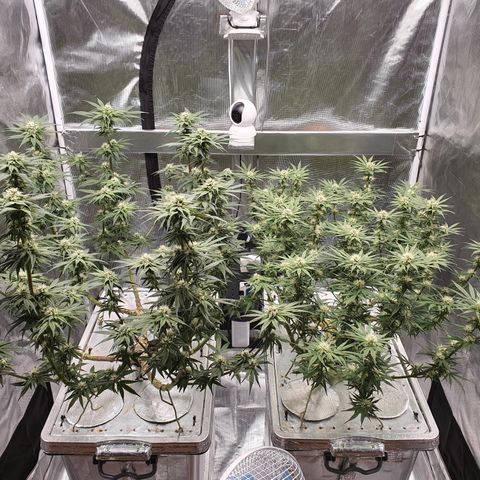 Blue Dream CBD Top Fed DWC 2020 #1 growlog timeline photo