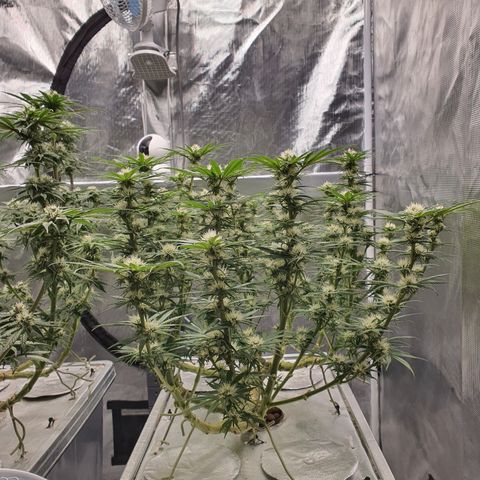 Blue Dream CBD Top Fed DWC 2020 #1 growlog timeline photo