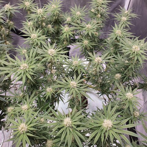 Blue Dream CBD Top Fed DWC 2020 #1 growlog timeline photo