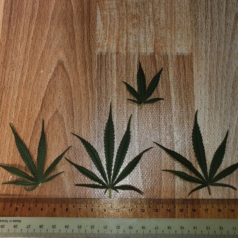 Blue Dream CBD Top Fed DWC 2020 #1 growlog timeline photo