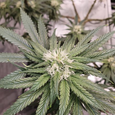 Blue Dream CBD Top Fed DWC 2020 #1 growlog timeline photo