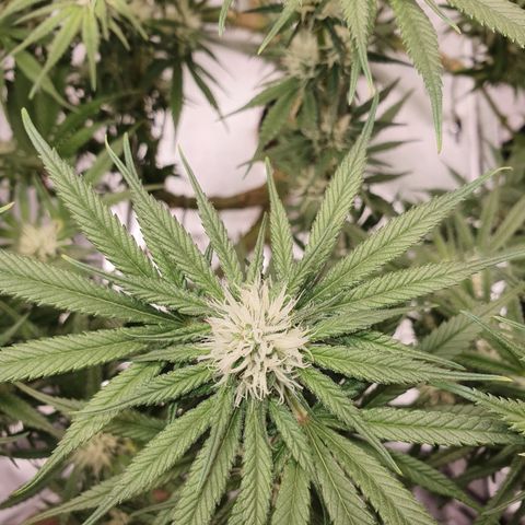 Blue Dream CBD Top Fed DWC 2020 #1 growlog timeline photo
