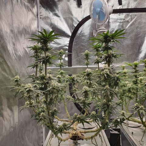 Blue Dream CBD Top Fed DWC 2020 #1 growlog timeline photo