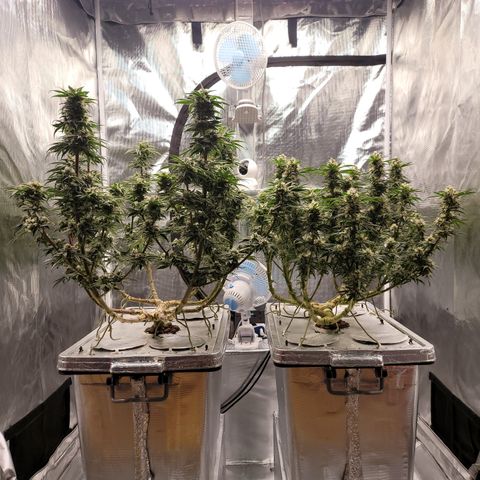 Blue Dream CBD Top Fed DWC 2020 #1 growlog timeline photo