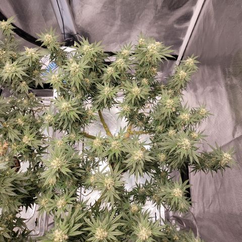 Blue Dream CBD Top Fed DWC 2020 #1 growlog timeline photo