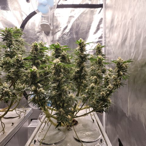 Blue Dream CBD Top Fed DWC 2020 #1 growlog timeline photo