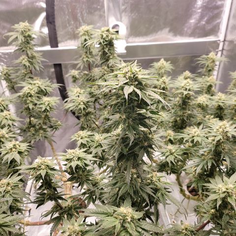 Blue Dream CBD Top Fed DWC 2020 #1 growlog timeline photo