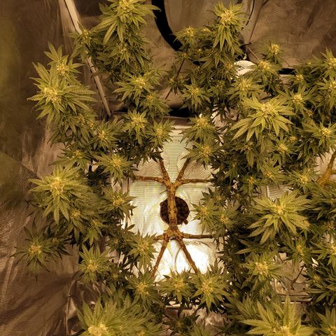 Blue Dream CBD Top Fed DWC 2020 #1 growlog timeline photo