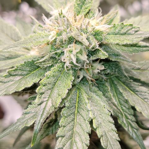 Blue Dream CBD Top Fed DWC 2020 #1 growlog timeline photo