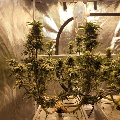 Blue Dream CBD Top Fed DWC 2020 #1 growlog timeline photo
