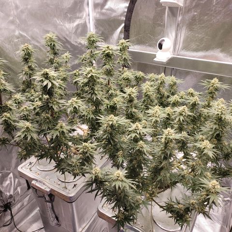 Blue Dream CBD Top Fed DWC 2020 #1 growlog timeline photo