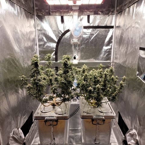 Blue Dream CBD Top Fed DWC 2020 #1 growlog timeline photo