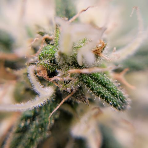 Blue Dream CBD Top Fed DWC 2020 #1 growlog timeline photo