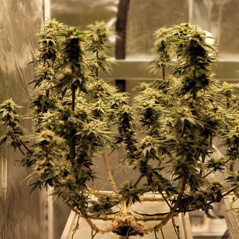 Blue Dream CBD Top Fed DWC 2020 #1 growlog timeline photo
