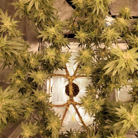 Blue Dream CBD Top Fed DWC 2020 #1 growlog timeline photo