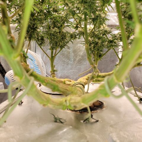 Blue Dream CBD Top Fed DWC 2020 #1 growlog timeline photo