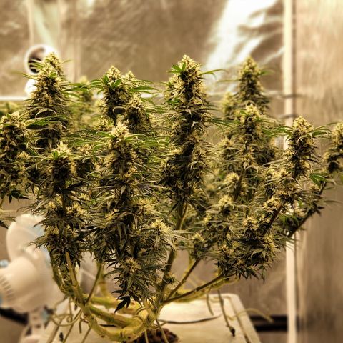 Blue Dream CBD Top Fed DWC 2020 #1 growlog timeline photo