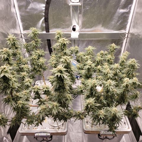 Blue Dream CBD Top Fed DWC 2020 #1 growlog timeline photo