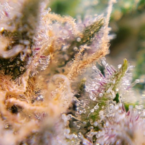 Blue Dream CBD Top Fed DWC 2020 #1 growlog timeline photo