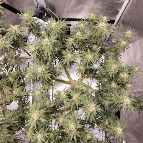 Blue Dream CBD Top Fed DWC 2020 #1 growlog timeline photo
