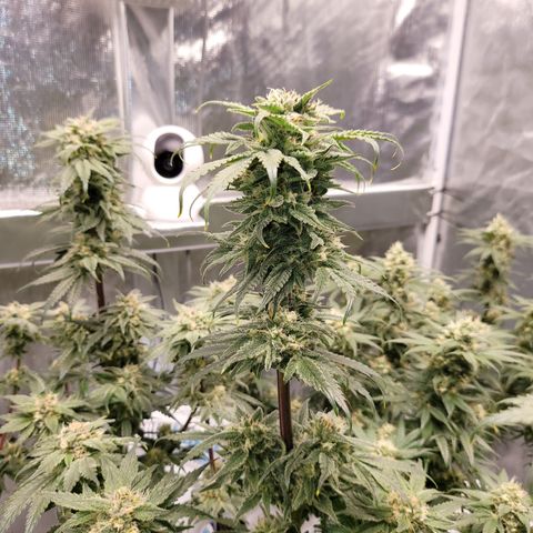 Blue Dream CBD Top Fed DWC 2020 #1 growlog timeline photo