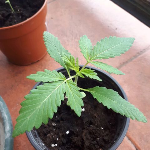 Sweet Purple #2 growlog timeline photo
