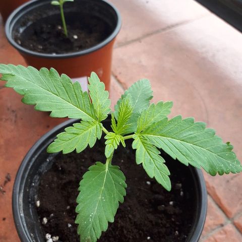 Sweet Purple #1 growlog timeline photo