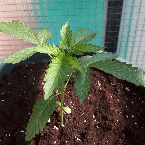 Sweet Purple #2 growlog timeline photo