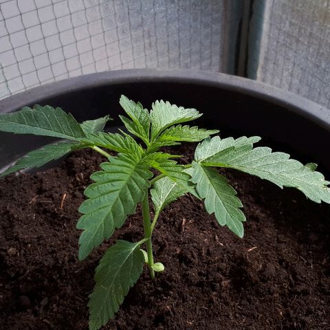 Sweet Purple #1 growlog timeline photo