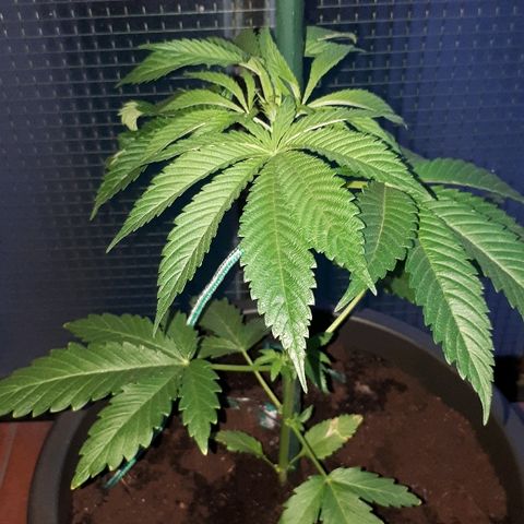 Sweet Purple #1 growlog timeline photo