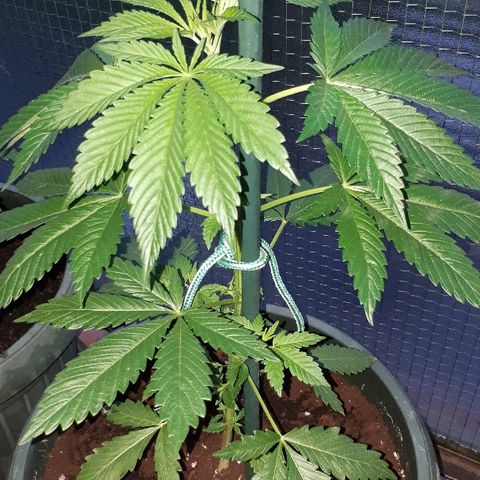 Sweet Purple #2 growlog timeline photo