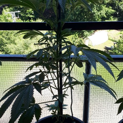 Sweet Purple #1 growlog timeline photo