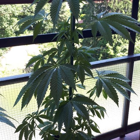 Sweet Purple #2 growlog timeline photo