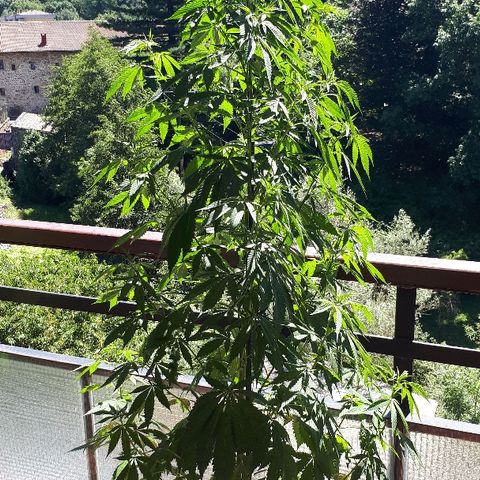 Sweet Purple #2 growlog timeline photo