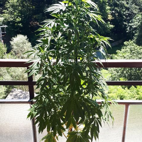 Sweet Purple #1 growlog timeline photo