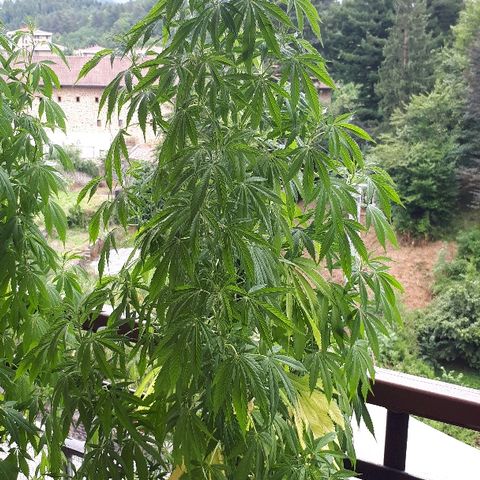 Sweet Purple #1 growlog timeline photo