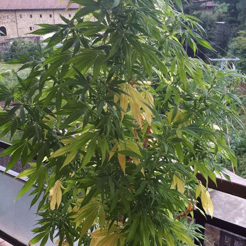 Sweet Purple #1 growlog timeline photo