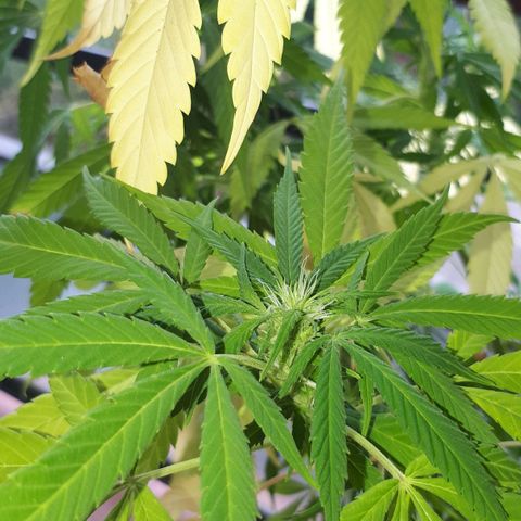 Sweet Purple #1 growlog timeline photo