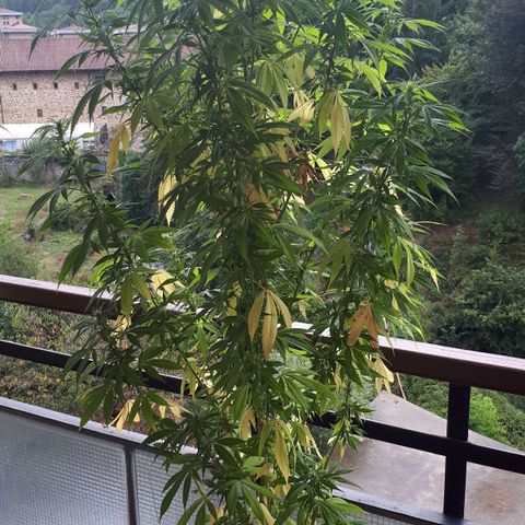 Sweet Purple #2 growlog timeline photo