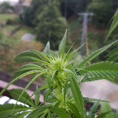 Sweet Purple #2 growlog timeline photo