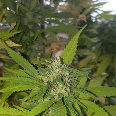 Sweet Purple #2 growlog timeline photo