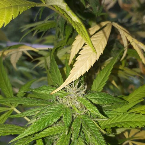 Sweet Purple #1 growlog timeline photo