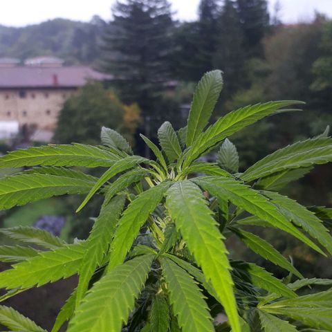 Sweet Purple #1 growlog timeline photo