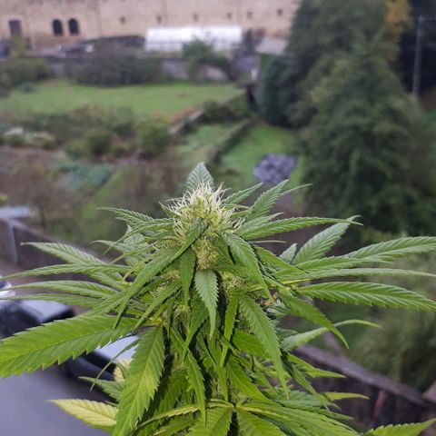 Sweet Purple #2 growlog timeline photo